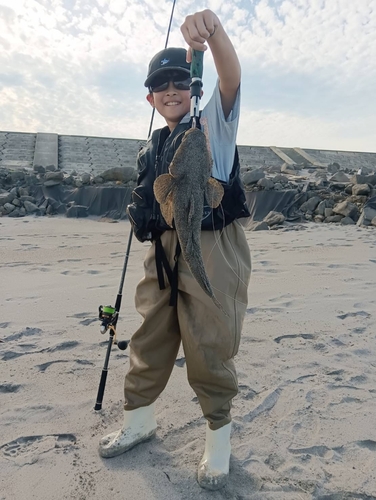 マゴチの釣果