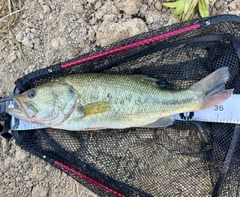 ブラックバスの釣果