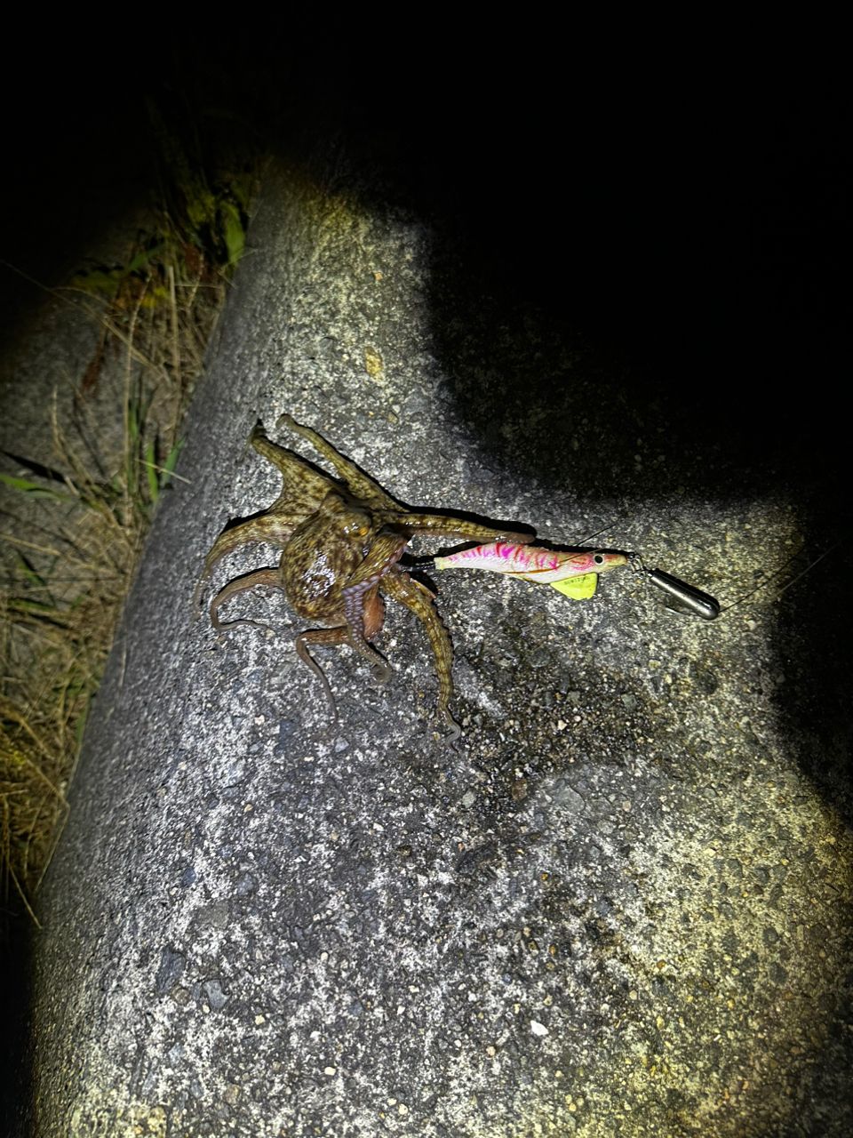 タコ
