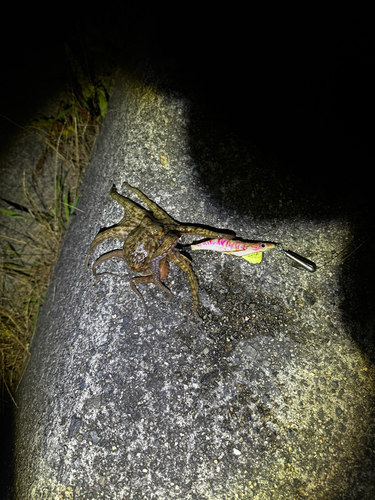 タコの釣果