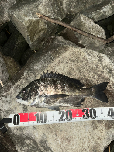 クロダイの釣果