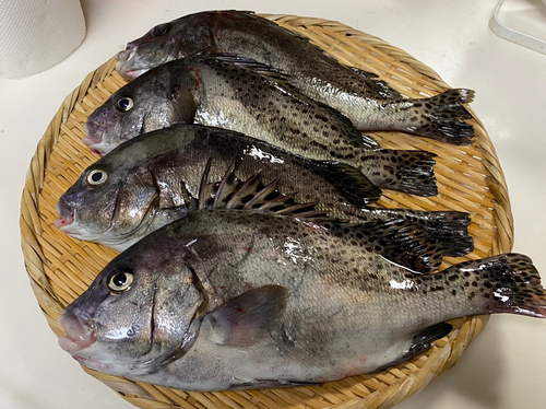 コショウダイの釣果