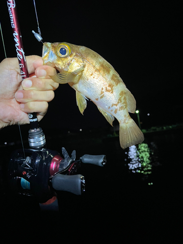 メバルの釣果