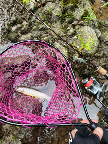 イワナの釣果