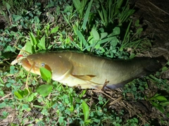 ナマズの釣果