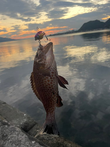 オオモンハタの釣果