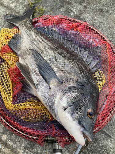 クロダイの釣果