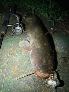 ナマズの釣果