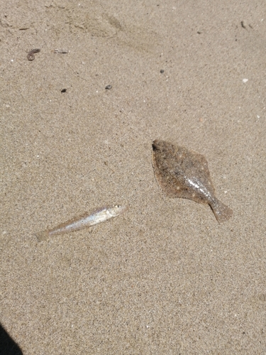 カレイの釣果