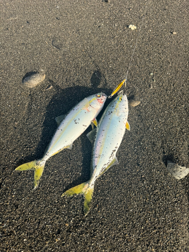 ワカシの釣果