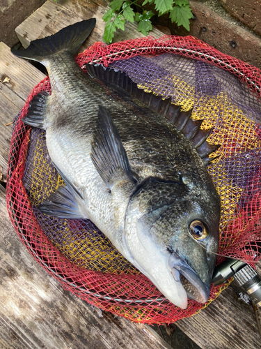 クロダイの釣果