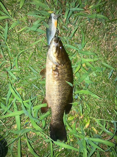 スモールマウスバスの釣果