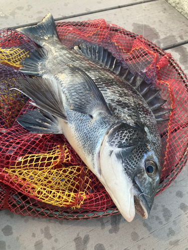 クロダイの釣果