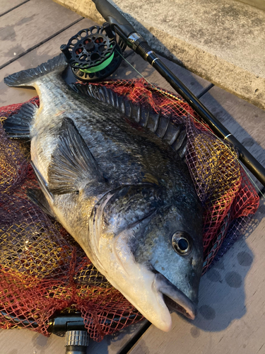 クロダイの釣果