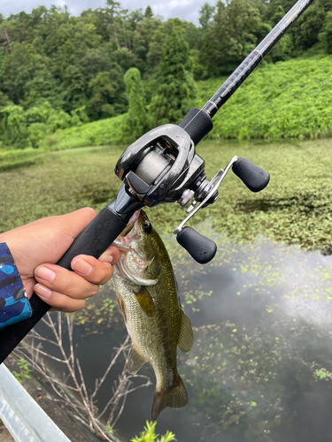 ラージマウスバスの釣果