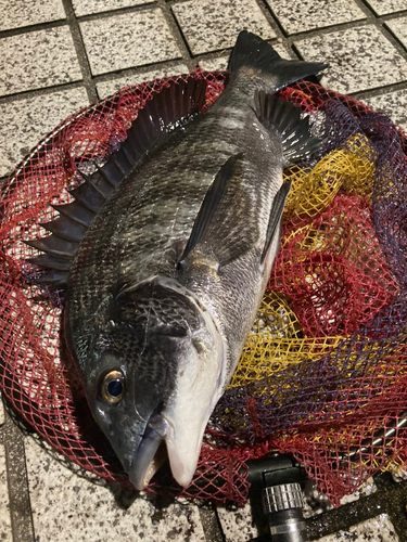 クロダイの釣果