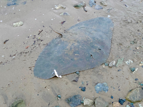 ツバクロエイの釣果