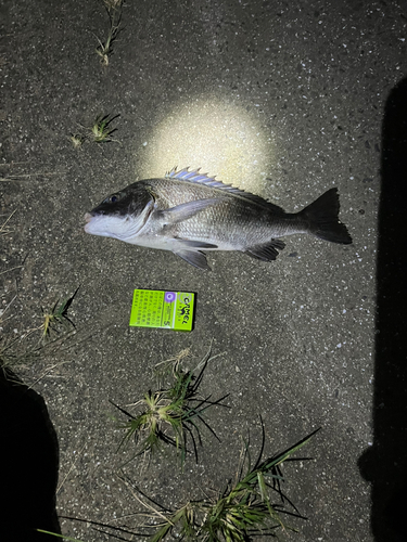 クロダイの釣果