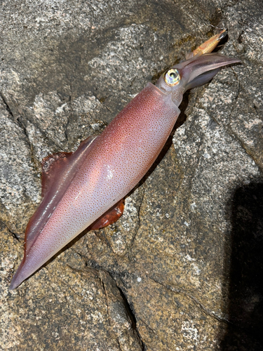 ケンサキイカの釣果