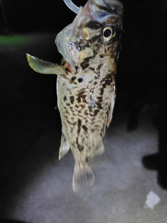 タケノコメバルの釣果