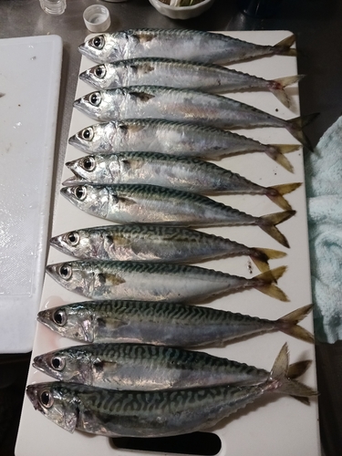 サバの釣果