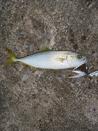 ワカシの釣果