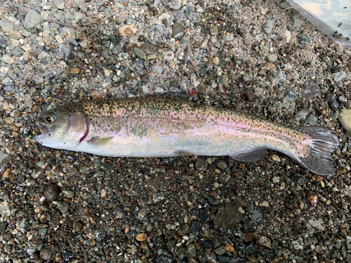 ニジマスの釣果