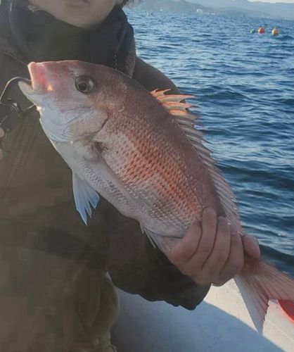 マダイの釣果