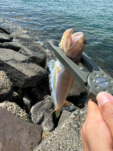 エソの釣果