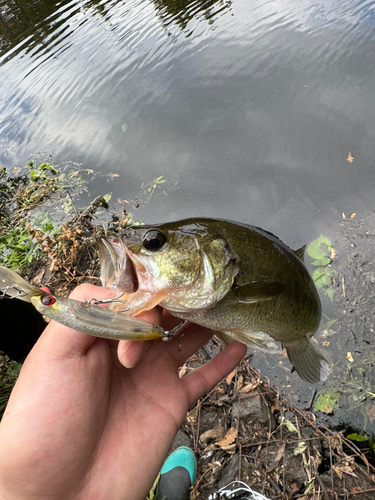 ラージマウスバスの釣果