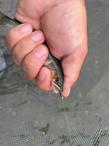 アユの釣果