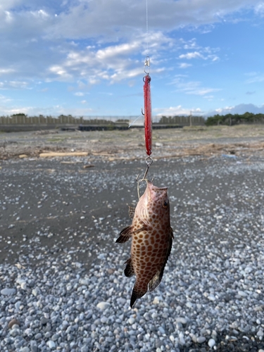 オオモンハタの釣果