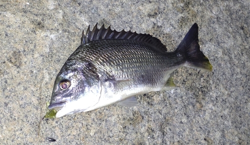 キビレの釣果