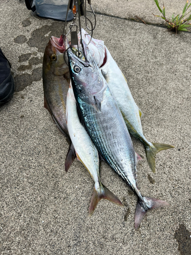 カツオの釣果