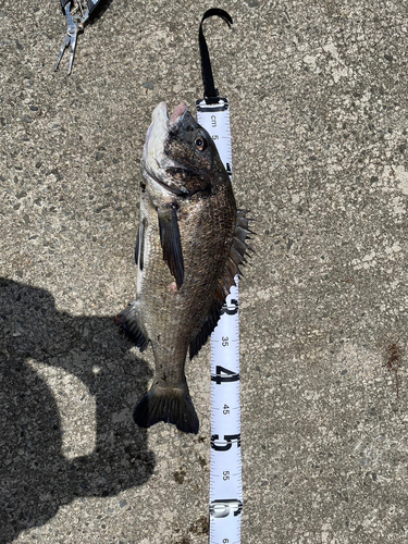 チヌの釣果