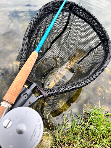 ブラウントラウトの釣果