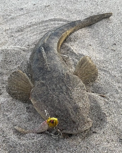 マゴチの釣果