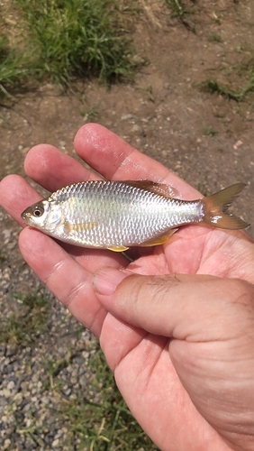 タナゴの釣果