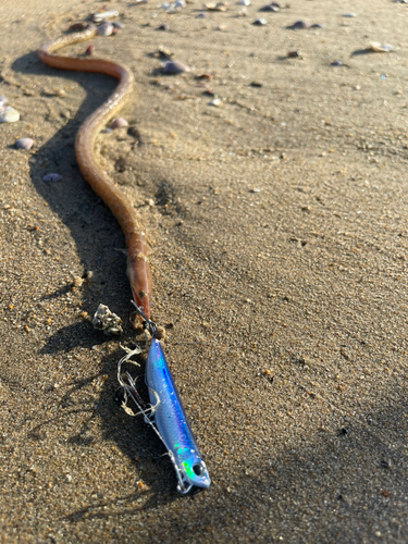 ダイナンウミヘビの釣果