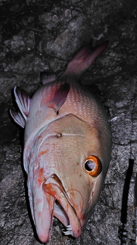 バラフエダイの釣果