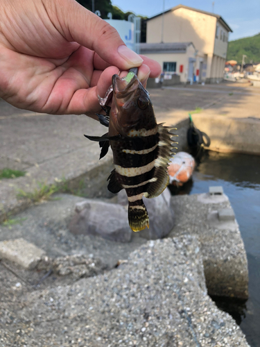 アオハタの釣果