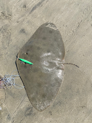 ツバクロエイの釣果