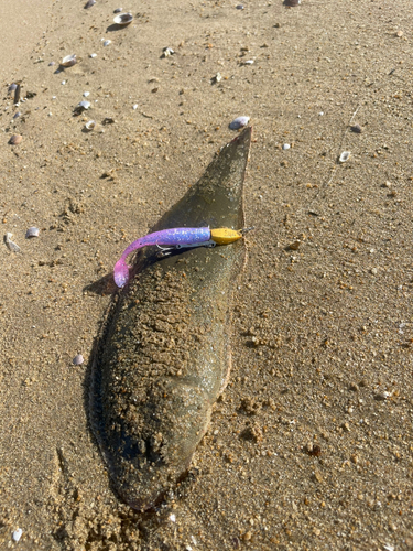 シタビラメの釣果