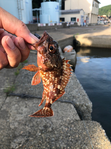 カサゴの釣果