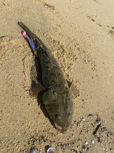 マゴチの釣果