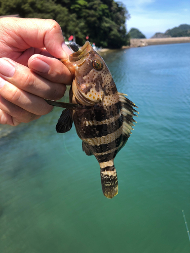 アオハタの釣果