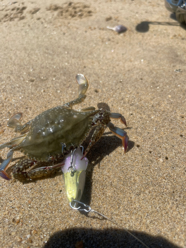 ワタリガニの釣果