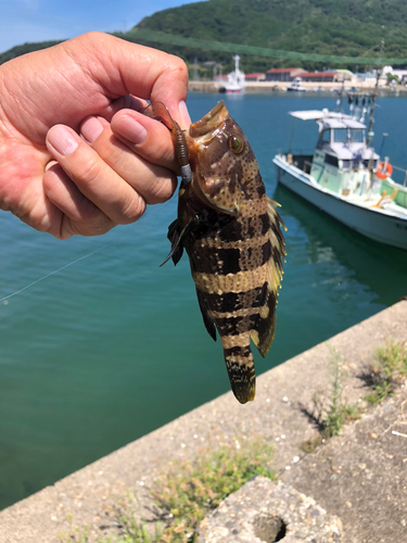 アオハタの釣果