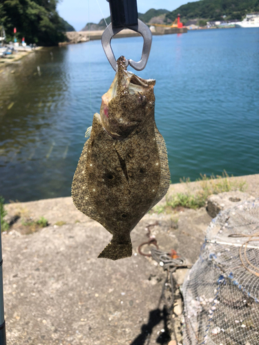 ヒラメの釣果