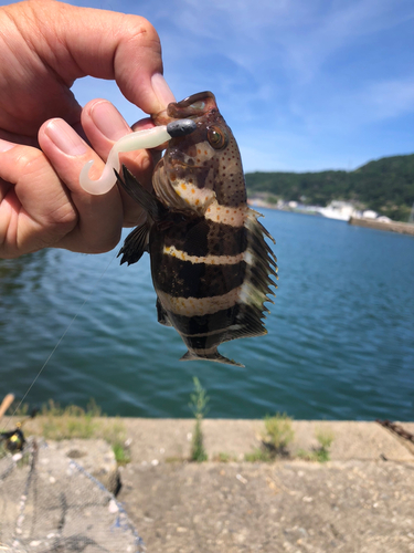 アオハタの釣果